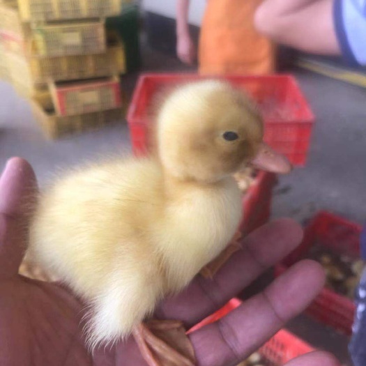南宁 桂柳白鸭苗