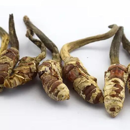 庐江县金蝉花虫草