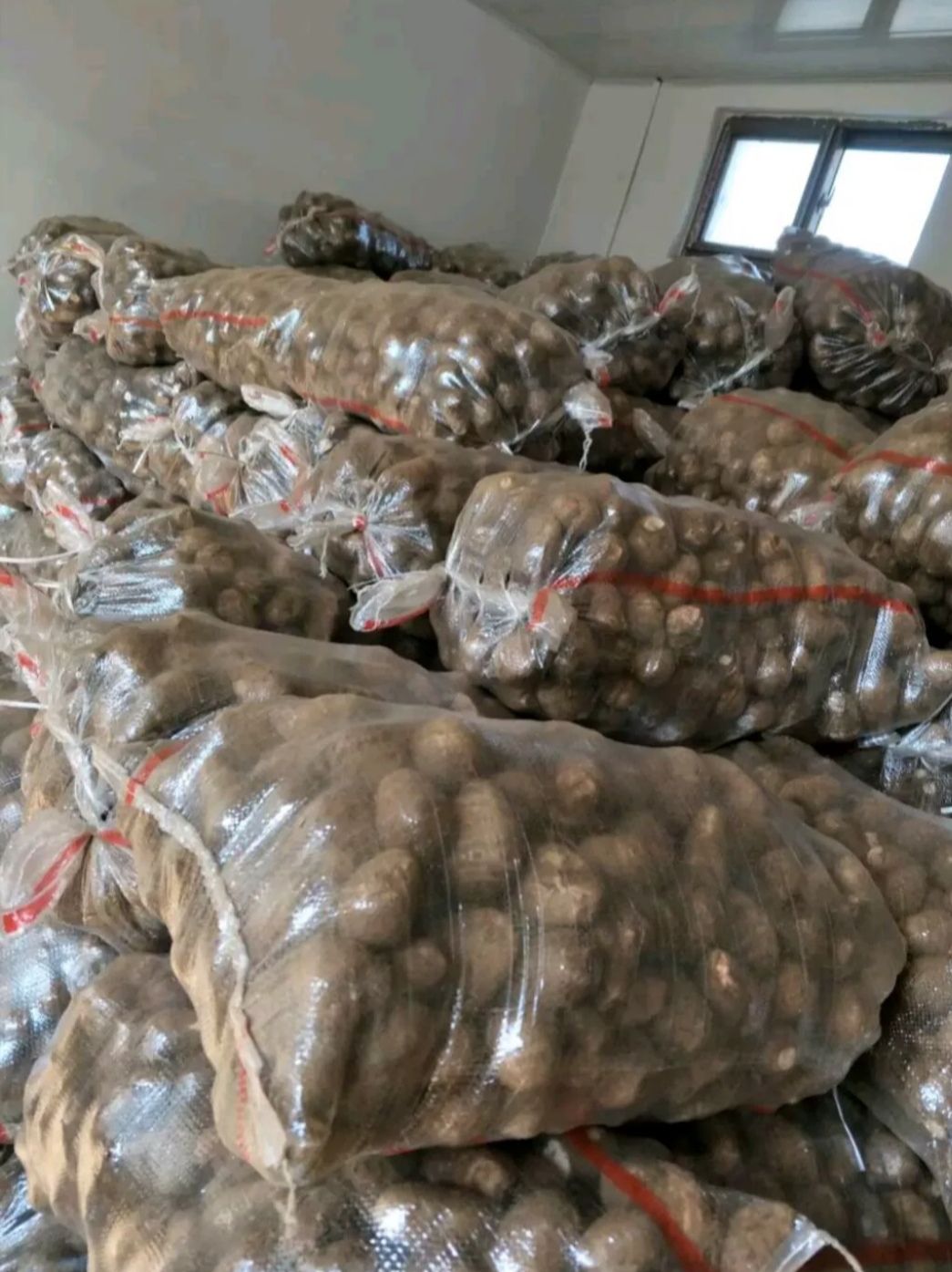  8520 鲜芋头大量出售 果型好可分拣 对接全国市场