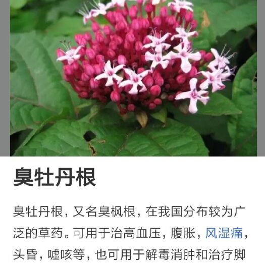 五华县牡丹皮  臭茉莉