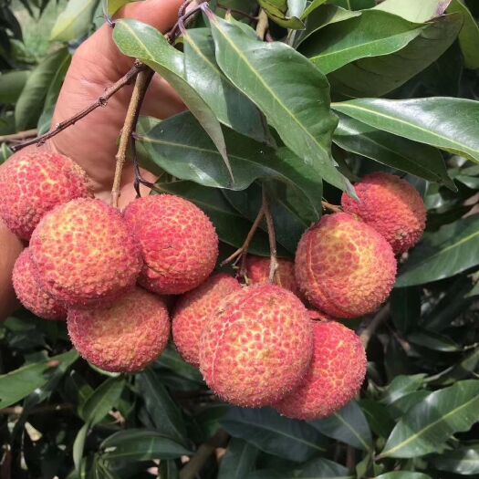 灵山县无核荔枝苗种植果棵苗，请联系我。南北方都可以种植。