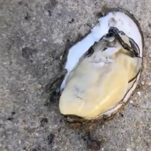 北海北海牡蛎 壳薄肉厚北海铁山港蚝