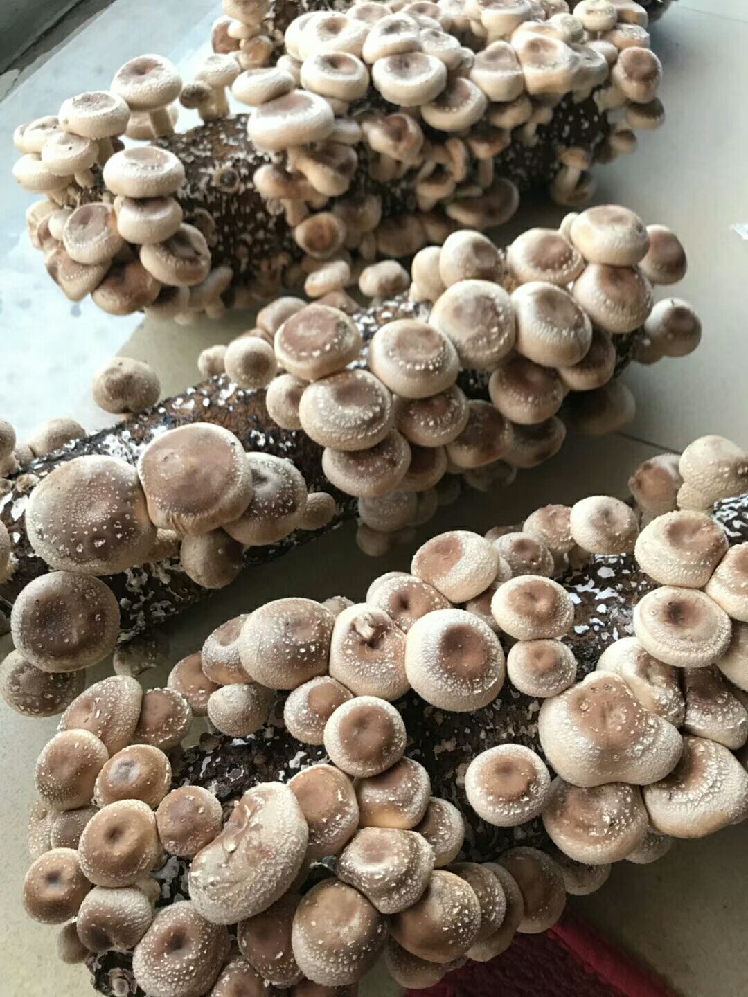 菌棒，菌种，香菇菌棒，开袋即生，包技术，品种可选。