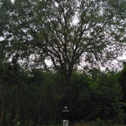 金堂县普通皂角树 树形优美，米径55公分至米径65公分