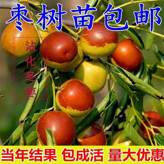 平邑县沾化冬枣2号接穗 沾化短枝冬枣苗，个大核小口感脆甜适合地栽盆栽，适应南北方种植