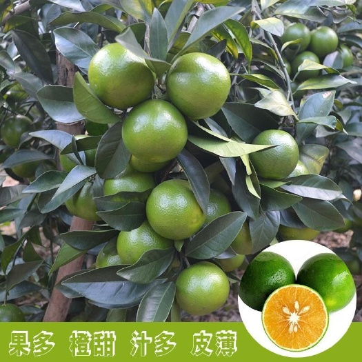 灵山县红江橙苗  绿橙苗 嫁接苗 南方种植 当年结果