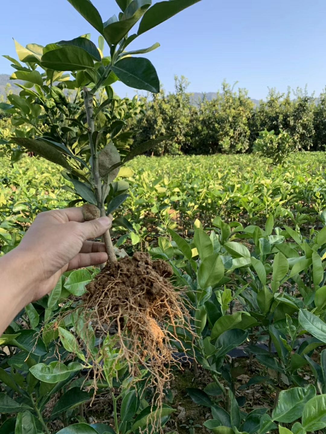  泰国青柚苗，红宝石青柚苗。