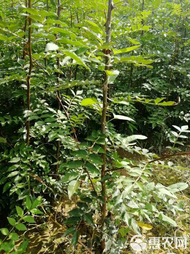 大红袍花椒苗 全国保湿包邮.量大优惠。一次合作终身朋友