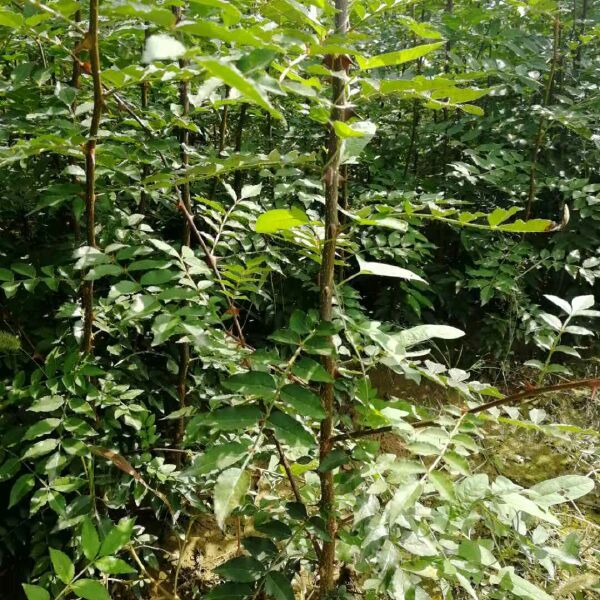 大红袍花椒苗 全国保湿包邮.量大优惠。一次合作终身朋友