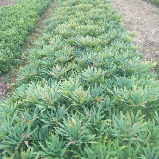 长沙十大功劳