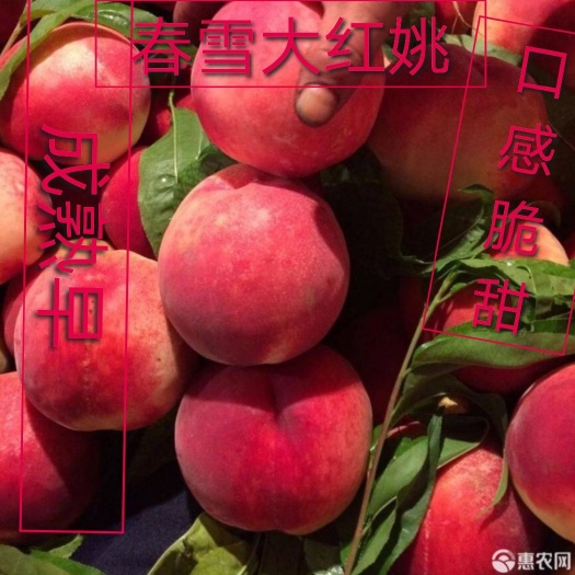 平邑县春雪桃树苗  春雪大红桃，早成熟，口感好，最早上市，果实大，基地供货，