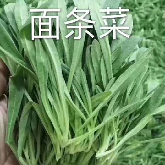 淄博面条菜 产地直供，量迎选购大质优，全年有货，价格合理，菜发全国，欢
