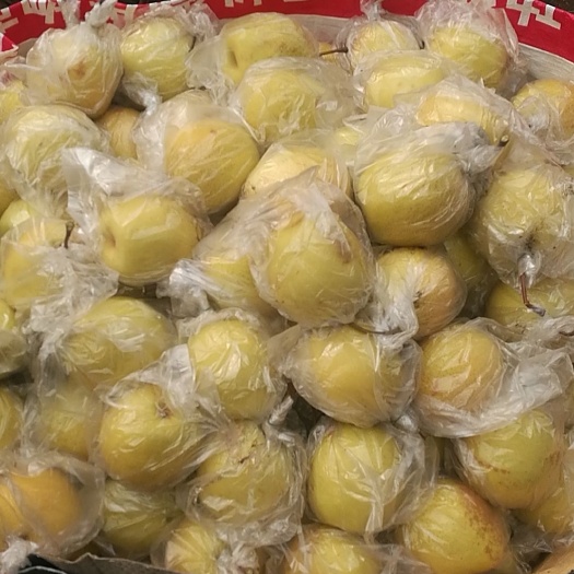 蜜梨 2024年生长期最长,光照足,口感甜脆,皮薄汁多核小