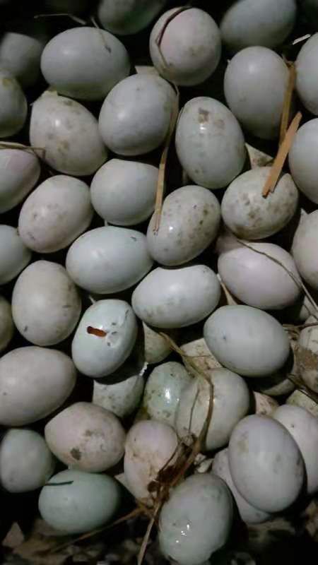 鄢陵县精纹蛋 食用 散装