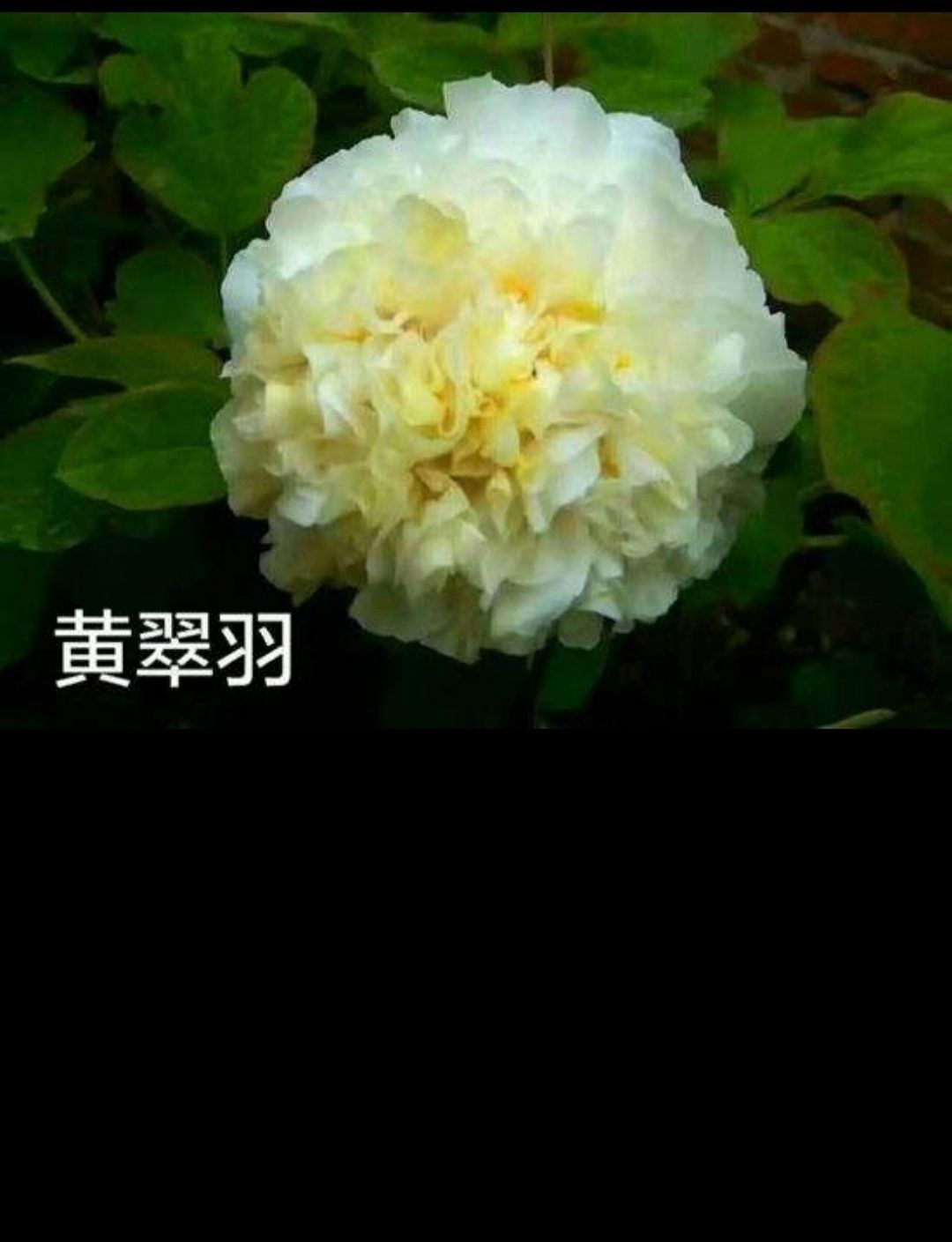  观赏性多花芍药，盆栽地栽庭院种植，品种多品质保证。