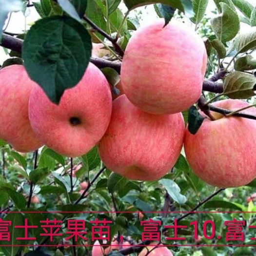 平邑县矮化红富士苹果苗 红富士苹果，短枝矮化苹果，果皮彩虹颜色，口感脆甜