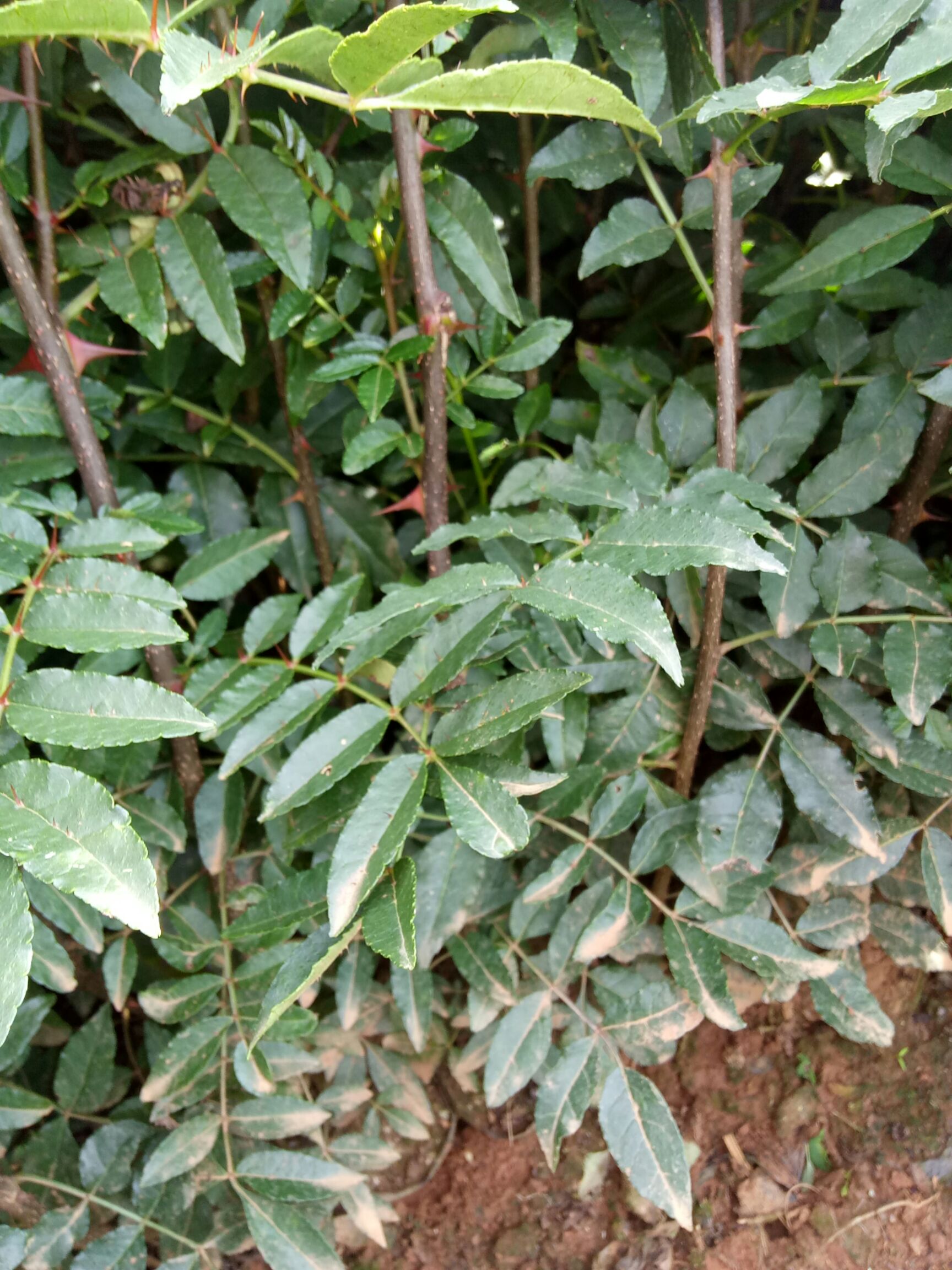 金阳县青花椒苗