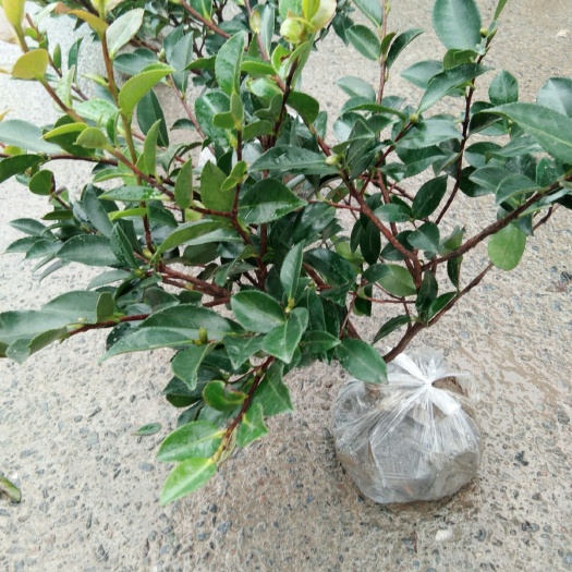 杭州茶梅 30~50cm