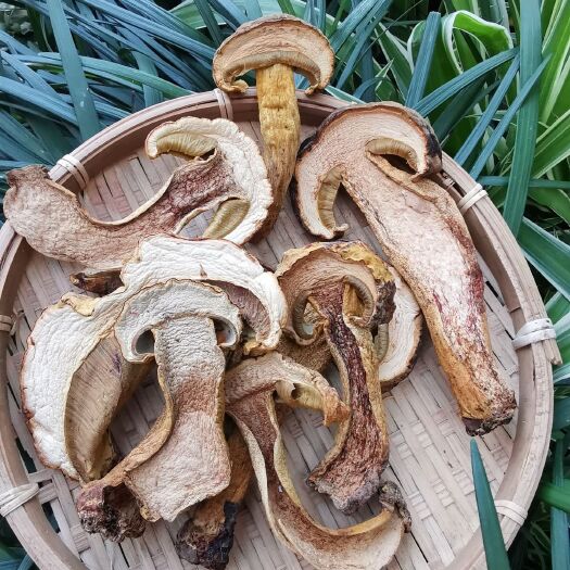 思茅黄牛肝菌 黄牛肝