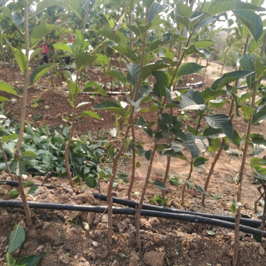 泰安 吉塞拉矮化大樱桃苗