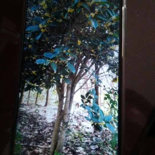 罗山县黄金桂花树 大量成品金桂树，绿化优势品种，欢迎选购！