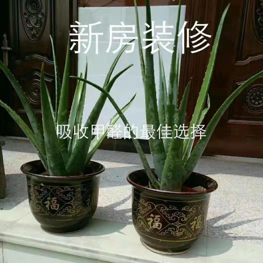 周口 美容大芦荟。