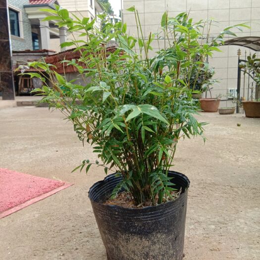 金华 观音竹