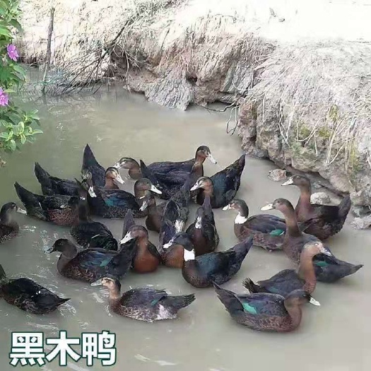 南宁 黑木鸭苗（假西洋）