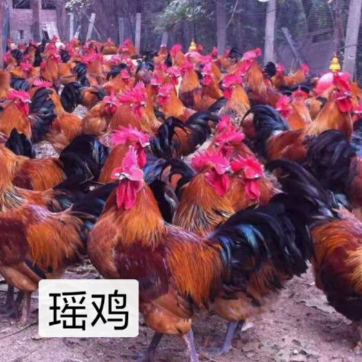 南宁瑶鸡苗 公