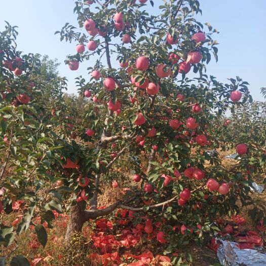 绥中县 寒富苹果价格美丽