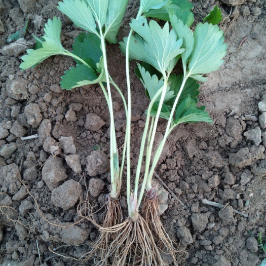 银川 京藏香草莓苗 山东202草莓苗  甜草莓苗