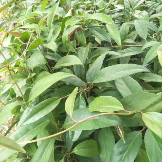 灵山县粉红黑老虎苗  品种纯正，果大