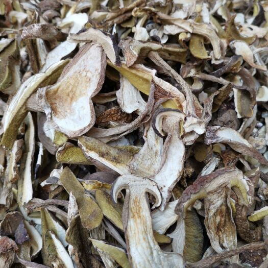 思茅美味牛肝菌挑选货（）