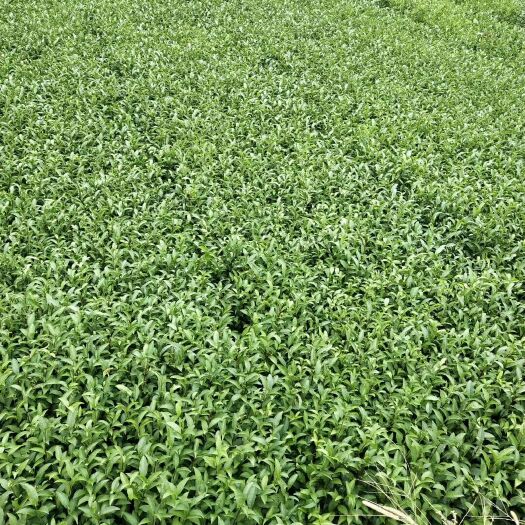 三江县福云6号茶树苗