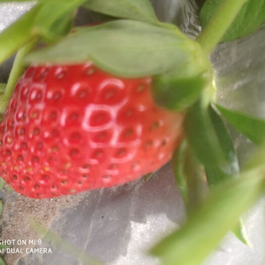 玉溪 牛奶草莓，大批量出货