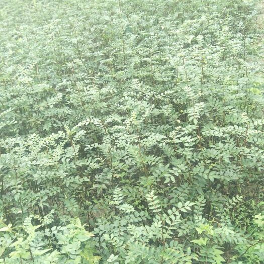 旬阳市 两年生大红袍花椒苗