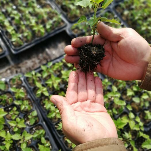 太和县楸树苗 大量上市，基地直发 量大从优，包成活，包技术。