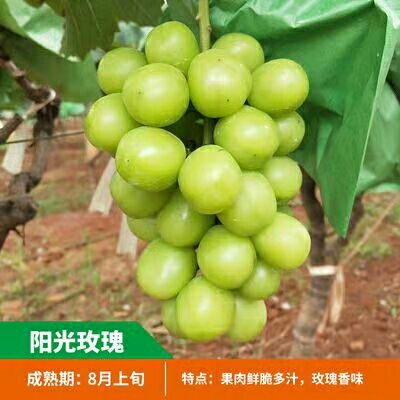 平邑县阳光玫瑰葡萄苗 阳光玫瑰葡萄树苗 新品种葡萄 抗病 晚熟 南方北方种植