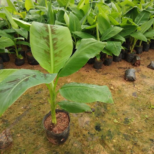 灵山县出售威廉B6香蕉苗