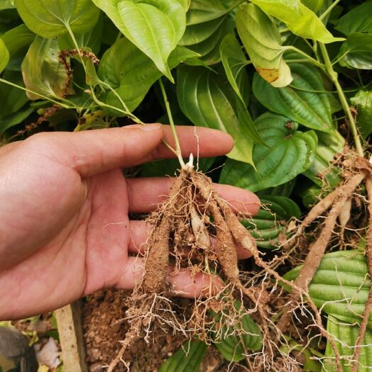 罗城县百部苗买苗送种植技术