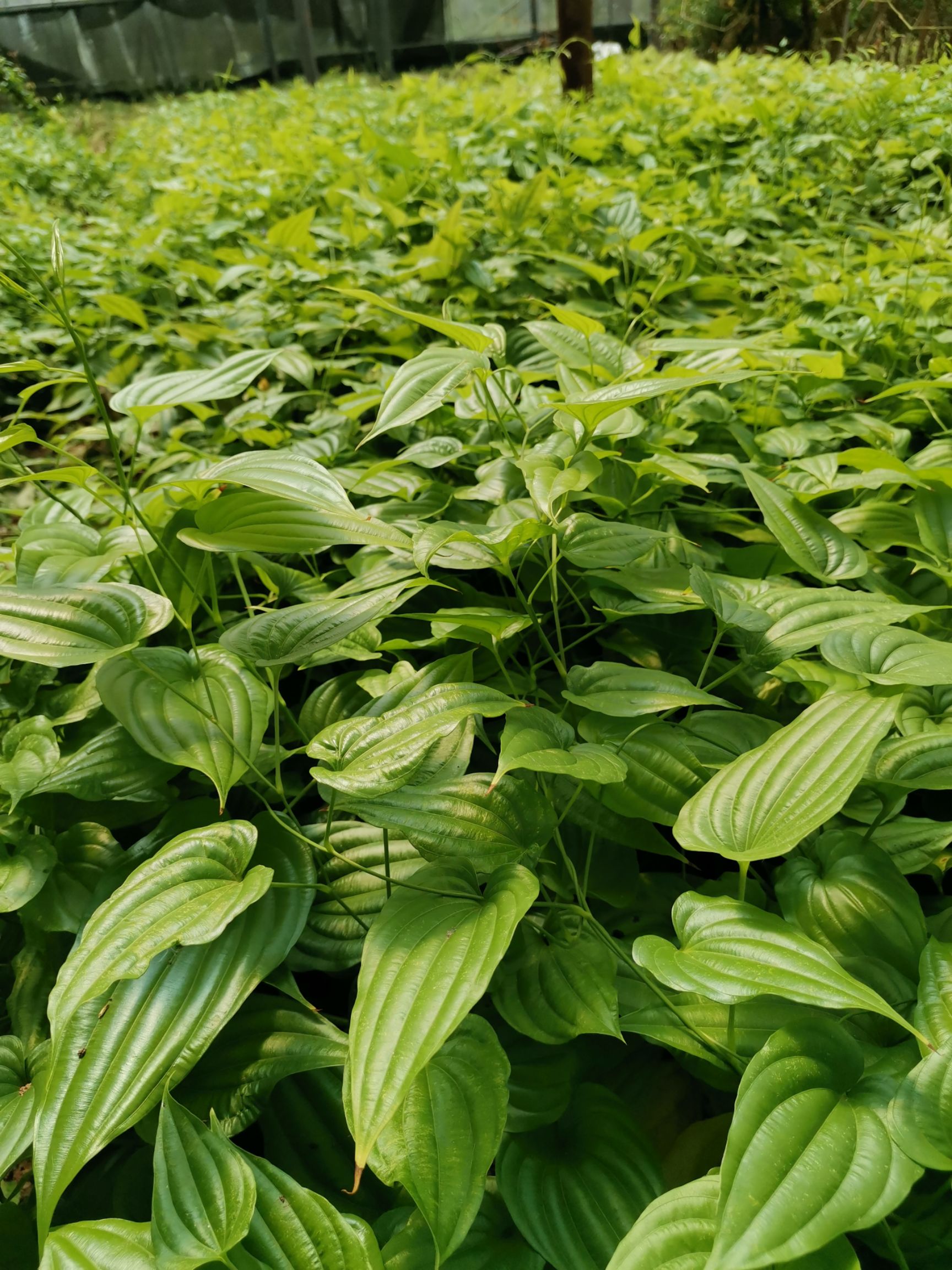 百部苗买苗送种植技术