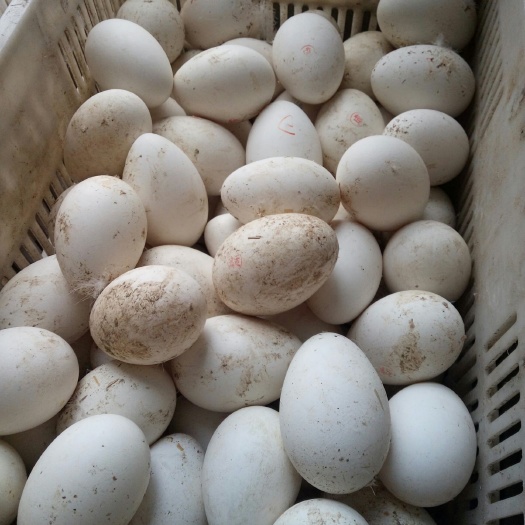 新沂市土鹅蛋 孵化 箱装