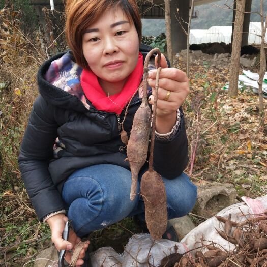 宜昌白蔹种，白蔹苗，白蔹