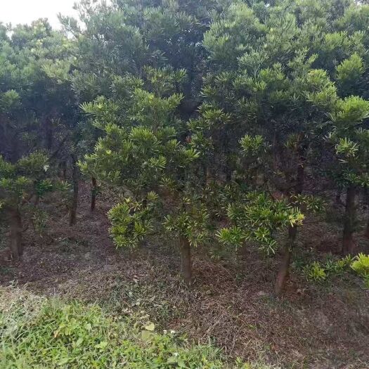 开平市 罗汉松
