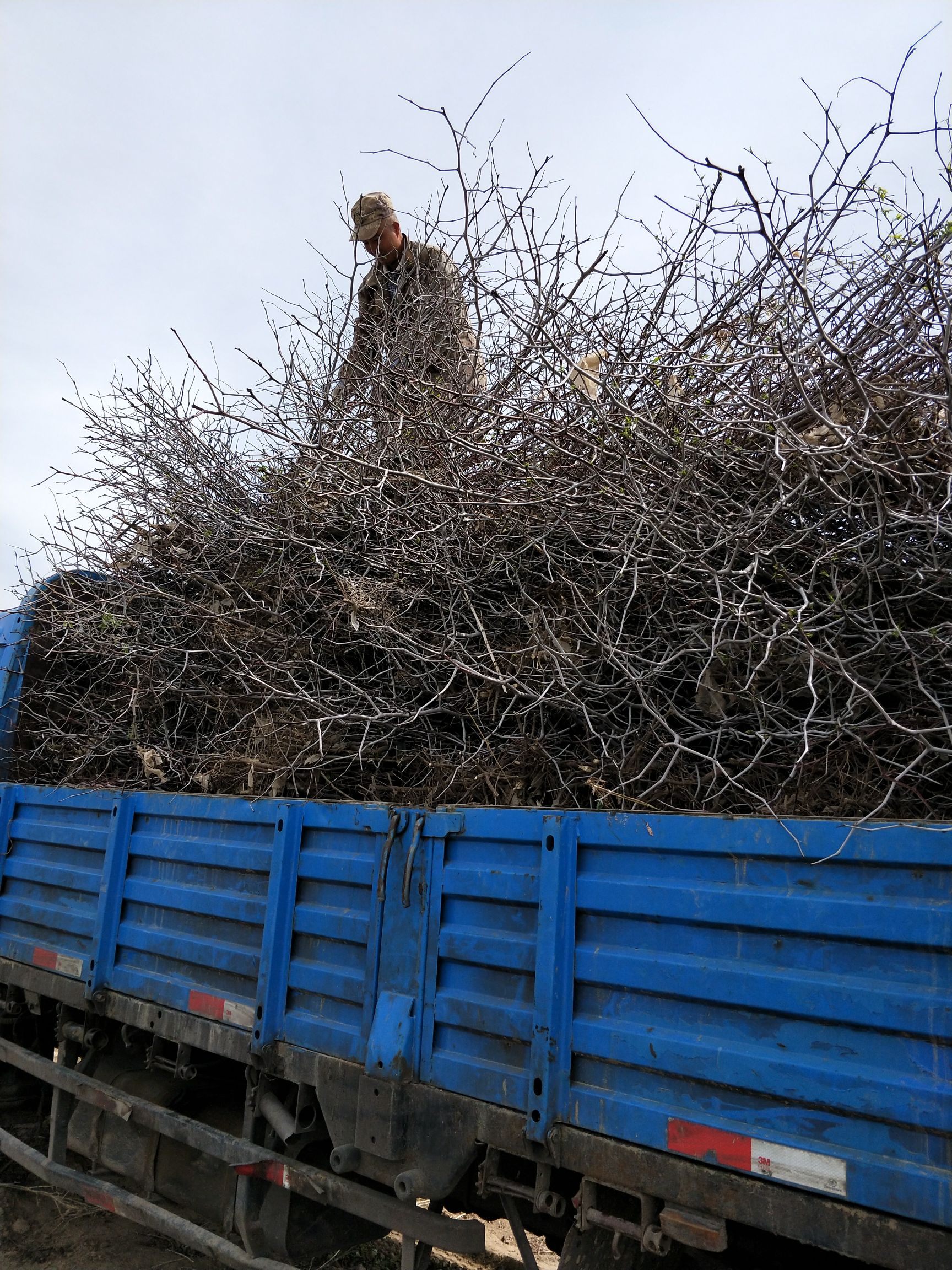骏枣苗  2年嫁接苗【全国包邮走快递空运】