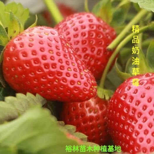 平邑县 奶油草莓苗优质脱毒苗包成活包品种包挂果盆景苗地载苗大棚首先