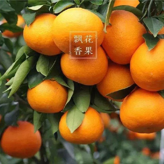台州黄岩蜜桔 正宗黄岩蜜橘一箱十斤现摘现发新鲜水果，浙江上海江苏保邮
