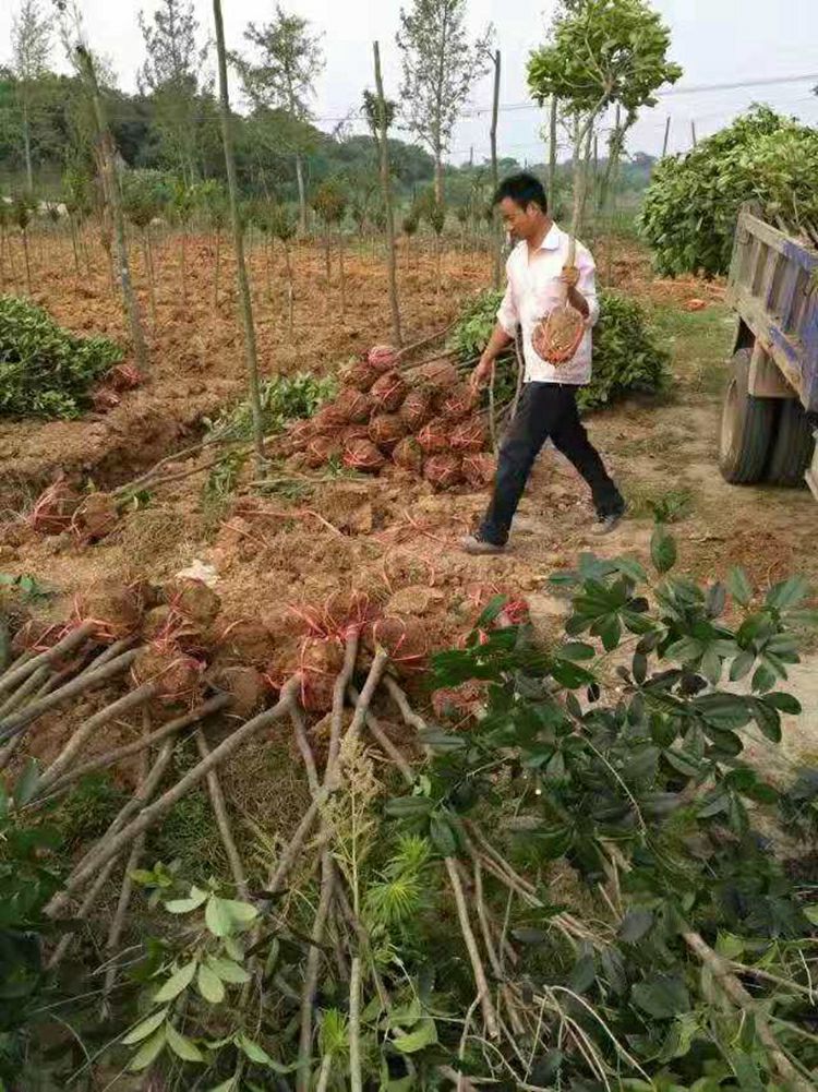 2公分桂花樹八月桂樹苗 金桂 丹桂樹苗紅桂