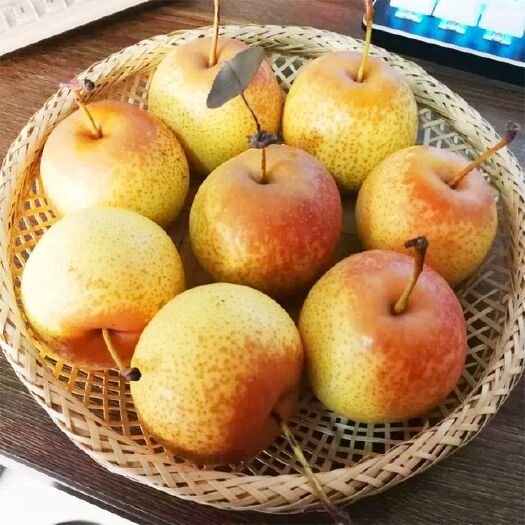 绥中县 花盖梨