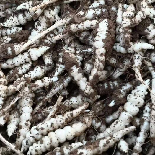 镇原县 新鲜螺丝菜（宝塔菜）